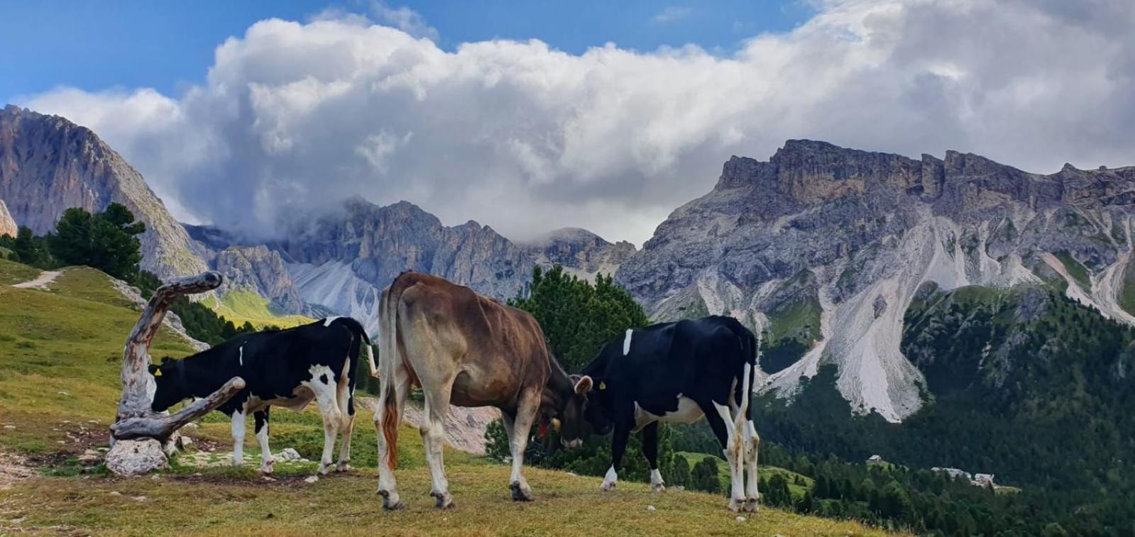 Garni Hotel Iris Selva di Val Gardena Exterior foto